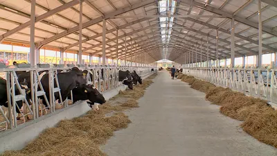 Новую ферму для коров голштинской породы запустили в Кировском районе