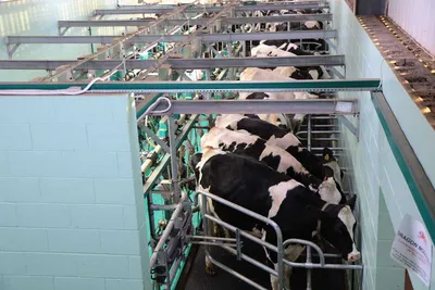Новая роботизированная ферма на 140 молочных коров запущена в Нижегородской  области | Agroday.RU