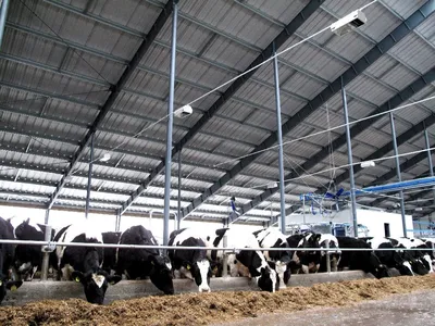 Особенности содержания коров в летний и зимний период