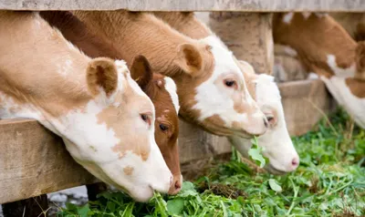 Такая корова нужна самому»: инвесторы закупят татарстанских коров вместо  европейских