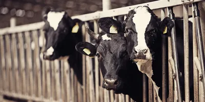 Как создать коровью ферму? Разведение коров, получение молока в  Краснодарском крае. Кубанский фермер - YouTube