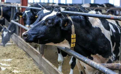 Чем кормят коров на фермах? И от чего зависит жирность молока | ООО \"МИР\" |  Дзен
