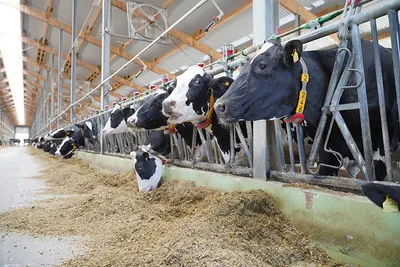 Ферма коров – как организовать успешный бизнес | Камчатгосплем