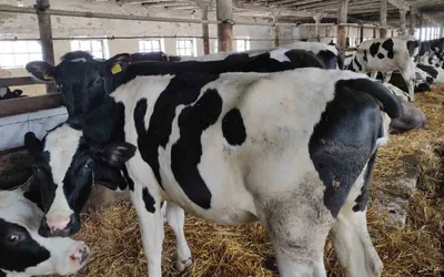 Как коровам живется на ферме Барыбино в Подмосковье :: Новости :: ТВ Центр