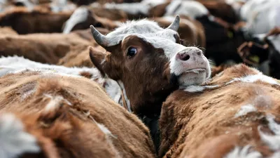 В Тверской области строят 3 фермы на 10 тысяч коров