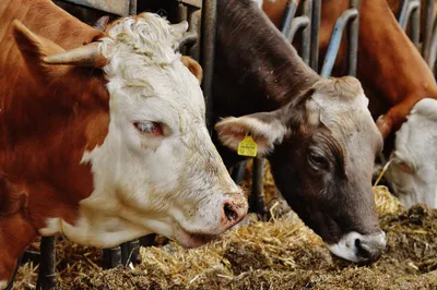 В Раздольном заработала молочная ферма на тысячу коров - Новости  Сахалинской области – Фотогалерея, фото 3 - ASTV.ru