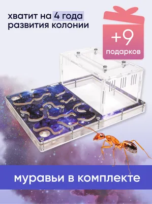 Большая муравьиная ферма купить в Москве в Ant-Pet.ru