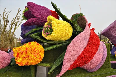Парад цветов в Голландии Bloemencorso - Блог