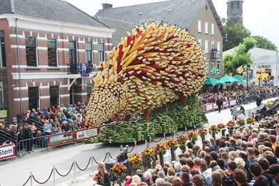 Парад цветов в Голландии | Пикабу