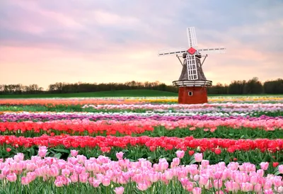 Парад цветов в Нидерландах. Обсуждение на LiveInternet - Российский Сервис  Онлайн-Дневников