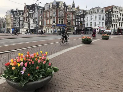 Фестиваль тюльпанов в Нидерландах: Амстердам и королевский парк цветов  Кёкенхоф + день в Вене за 1430 BYN с вылетом из Минска в апреле - Вандруй  Разумна
