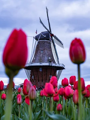Парад цветов в Аалсмеере в Голландии. Фестиваль. Нидерланды. Тюльпаны