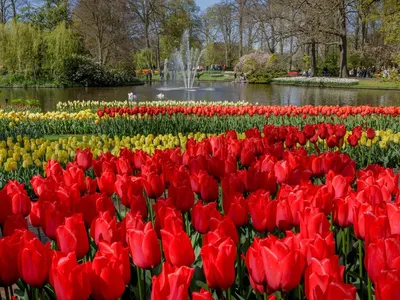 Парад цветов в Голландии