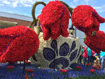 Парад цветов в Голландии Bloemencorso - Блог