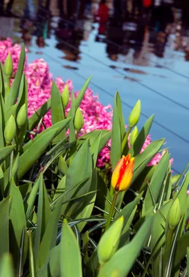 В Голландии регулярно проходит цветочный фестиваль Bloemencorso - Про  відпочинок в Україні та світі - Статьи