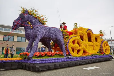 Парад цветов в Нидерландах — Планета Флористики