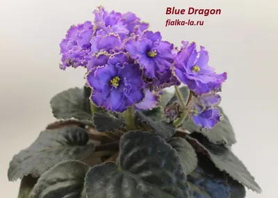 Фиалка Blue Dragon. Описание и фото.