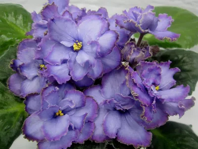 Blue Dradon. My beautiful African Violet. - YouTube