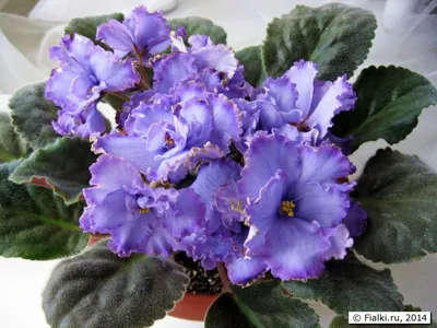 Центр Фиалки - Фиалка Blue Dragon (P. Sorano).  #VDNH#flowers#ВДНХ#цветы#ЦентрФиалки#CentrFialki#violet#senpolia #фиалки # фиалка  #узамбарскаяфиалка#стрептокарпус#streptocarpus#сортовыефиалки#орхидея#orchid#хойя#hoya#фуксия#fuchsia#пеларгония#герань  ...