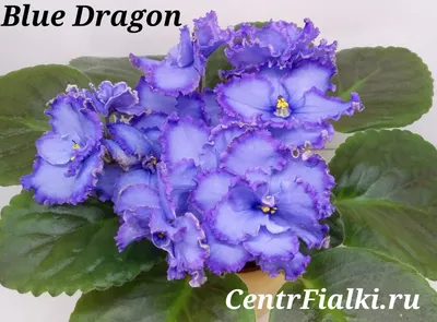 African Violet Blue Dragon | African violets, Purple flowers, Saintpaulia