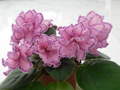 Kamenniy Tsvetok / Gem Flower [Morev] / Каменный Цветок • K. Morev •  (10080) 08/07/2009 • Semidouble-double raspberry… | African violets,  Saintpaulia, Violet flower