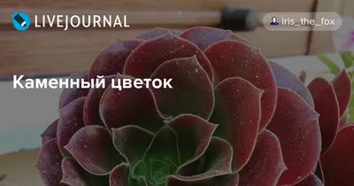 Virtual Violet :: Просмотр темы - Выставка фиалок 11-16 июня 2019 г.,  Харьков