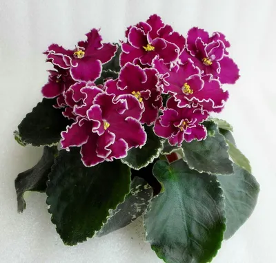 Pin by anna on Фиалки | African violets plants, African violets, Violet  plant