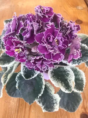 ЛЕ Оксана | African violets, African violets plants, Violet plant