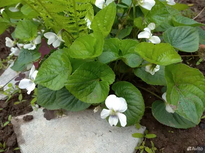 Фиалки садовые : Viola odorata-Виола(фиалка) одората White Czar