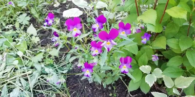 Фиалки садовые : Viola sororia Dark Freckles-Виола(фиалка) сестринская  ТЕМНЫЕ ВЕСНУШКИ