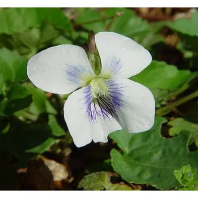 Фиалка садовая Блю Клауд (Viola sororia Blue Cloud) купить с доставкой по  Беларуси \"BuonRoza \"