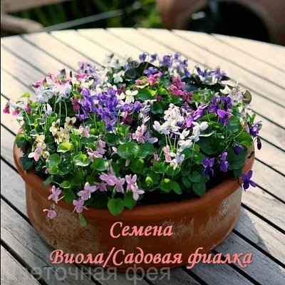Виола рогатая - многолетняя садовая фиалка | Цветок, Фиалки, Вид