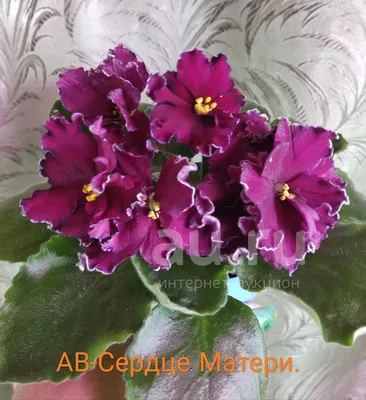 Фиалка АВ-Сердце Матери цветущая 200 лист 40 детка 80 (ID#1876755515),  цена: 200 ₴, купить на Prom.ua