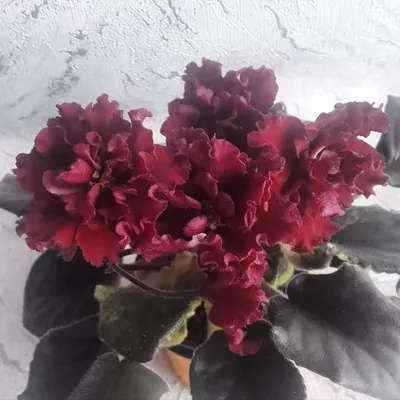 Фиалка сорт АВ-Сердце матери цветет – купить в Москве, цена 350 руб.,  продано 21 апреля 2018 – Растения и семена