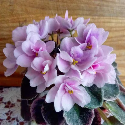 Dean's Rosalie | Saintpaulia, African violets, Plants