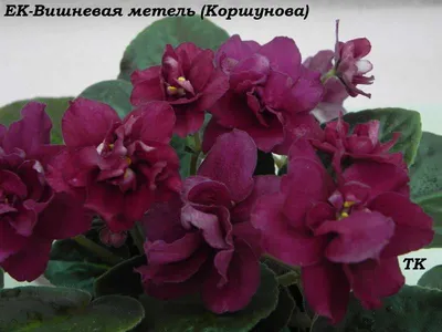 Virtual Violet :: Просмотр темы - ЕК-Вишневая Метель (Е.Коршунова)