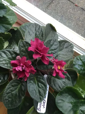 Cherry Blizzard Вишнёвая метель | Plants, African violets, Garden