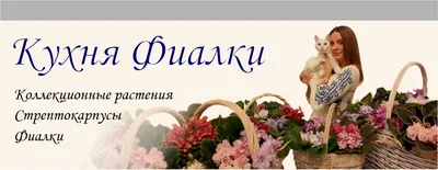 Фиалки купить в Москве - Sunflor.ru