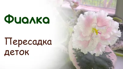 Почвогрунт \"Для фиалки и сенполии\" 5л Азбука роста купить в г. Москва у  производителя «БАРКИНВУД»