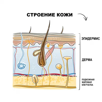 СИСТЕМНЫЕ ЗАБОЛЕВАНИЯ СОЕДИНИТЕЛЬНОЙ ТКАНИ