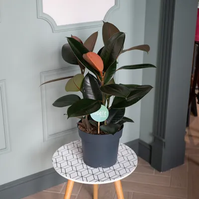 Фикус Эластика Абиджан Ficus Elastica Abidjan – Zeebee Market