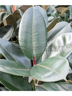 Фикус Эластика Абиджан (Ficus Elastica Abidjan)