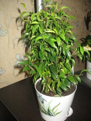 Фикус Бенджамина Наташа ствол + пумилла - купить, цена, отзывы в  интернет-магазине комнатных растений.