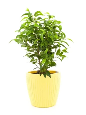 7 ЦВЕТОВ, Растение Фикус бенджамина Наташа D12 30 см — купить в  Владикавказе по цене 629 руб за шт на СтройПортал