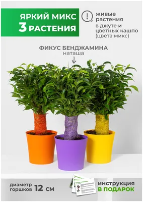 Комнатное растение Фикус Бенджамина Наташа живой цветок GRINOTEKA 83222642  купить в интернет-магазине Wildberries