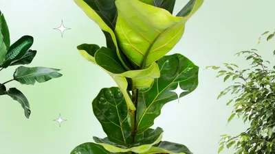 Фикус Бенджамина — купить в Красноярске. Горшечные растения и комнатные  цветы на интернет-аукционе Au.ru