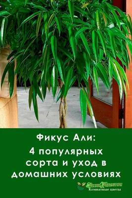 Фикус биннедика али h60\" купить по низкой цене | Комнатный \"Фикус биннедика  али h60\" в интернет-магазине kashpo.store