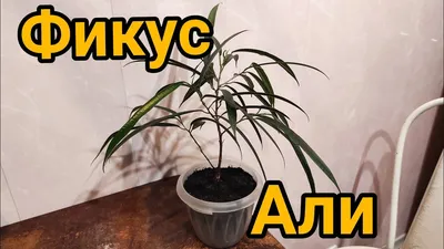 Фикус Али (Ficus binnendijkii Alii) — Рассада цветов и овощей.