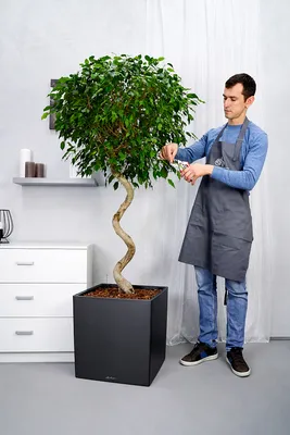 Искусственное растение Ficus exotica Stem multi / Фикус Экзотика