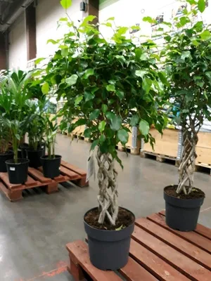 Фикус Бенджамина Экзотика (Ficus Beniamin Exotic) 100 см - купить в Минске  с доставкой, цена и фото в интернет-магазине Cvetok.by